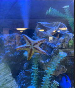A starfish in a fish tank
Description automatically generated